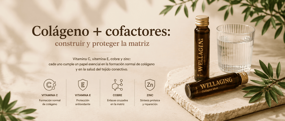 Colágeno y vitamina C: por qué los cofactores importan en la formación de colágeno - WA Drops